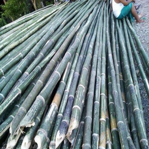 Round And Tall Bhaluka Bamboo