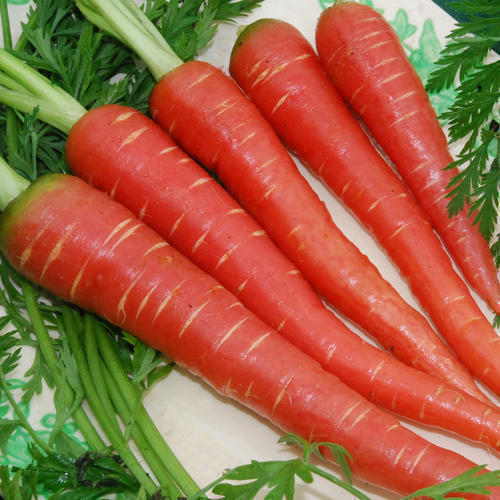 Healthy and Natural Fresh Carrot