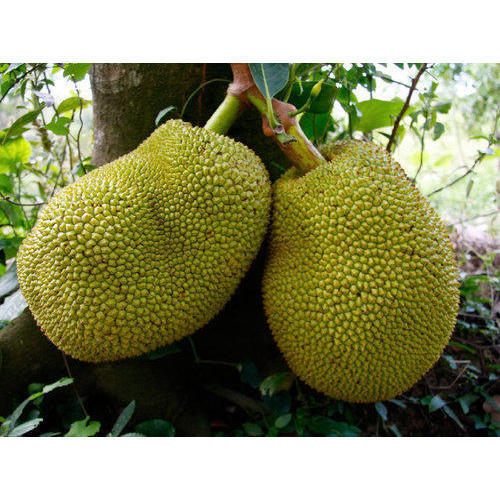 Healthy and Natural Fresh Jackfruit