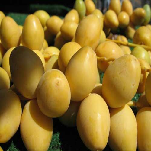 Healthy And Natural Fresh Yellow Dates