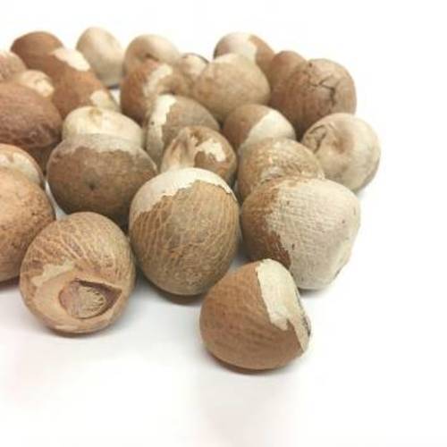 Brown Organic And Natural Betel Nut