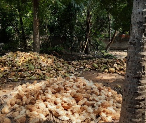 100% Natural and Fresh Coconut