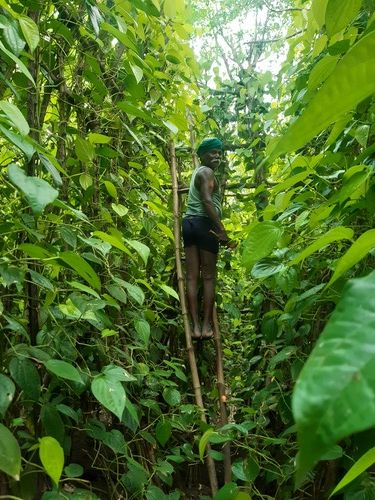 Highly Effective Betel Leaves