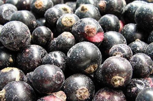 Black Frozen Jamun Fruit Pulp