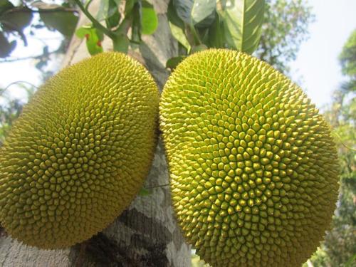 Healthy and Natural Fresh Jackfruit
