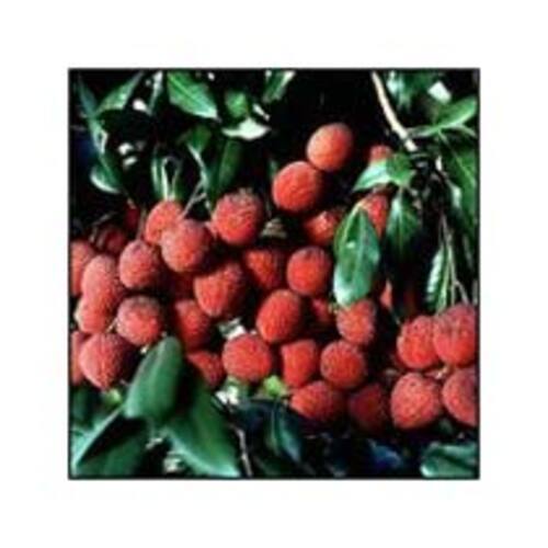 Red Healthy And Natural Fresh Litchi