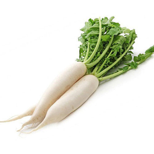 Healthy and Natural Fresh Radish