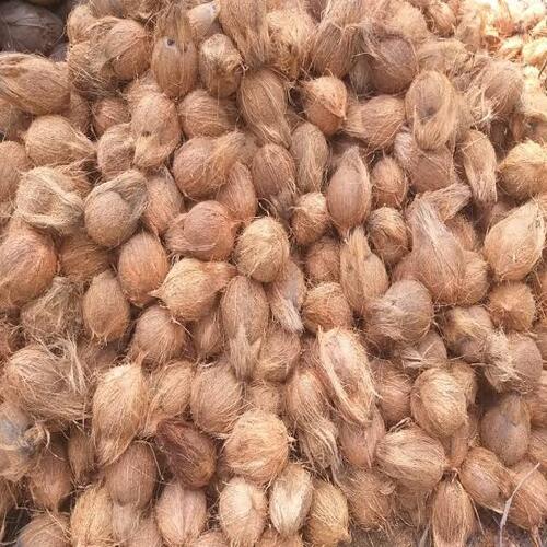 Semi-Husked Coconut - 33g Total Fat, 6% Protein, 354 Calories | Organic, Natural Taste, Very Good Quality, Dried Brown Whole Coconut