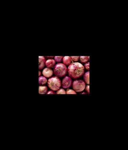 Round Low Price Fresh Red Onion