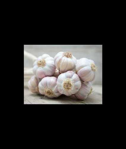 Wholesale Price White Garlic