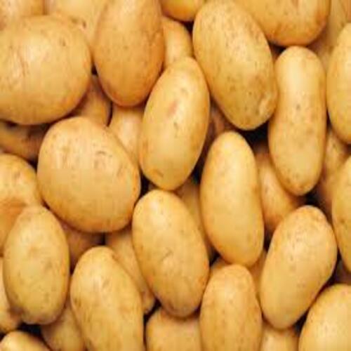 Fresh Potatoes - 77 Calories, 0.1g Fat, 421mg Potassium | Optimum Quality, Natural Taste, Non Harmful, Round and Oval Shape, Cool and Dry Storage