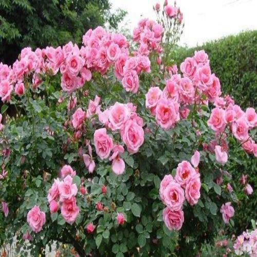 Organic and Fresh Pink Rose Plant