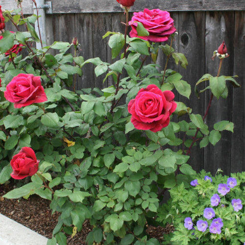 Organic and Fresh Red Rose Plant