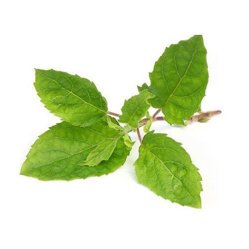 Organic and Healthy Tulsi Leaves