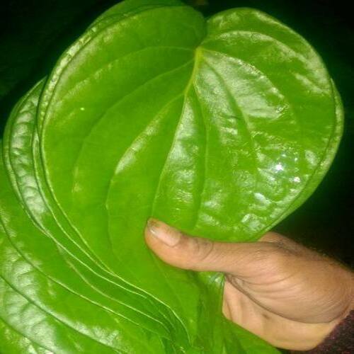 Organic and Natural Green Betel Leaves