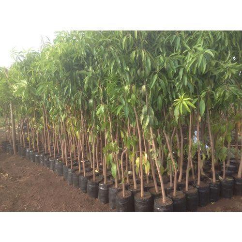 Organic Green Mango Plant