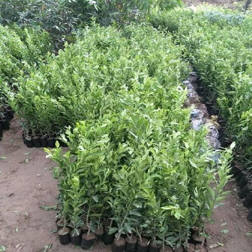 Green Fresh And Natural Assam Lemon Plant