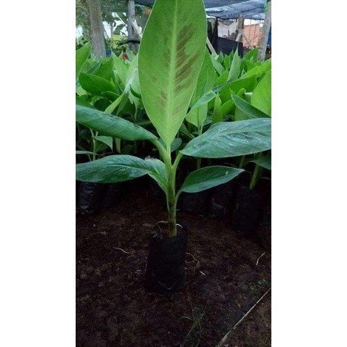 Green Fresh And Natural Banana Plants