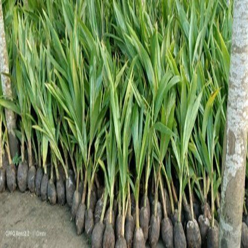 Green Fresh And Natural Coconut Plant