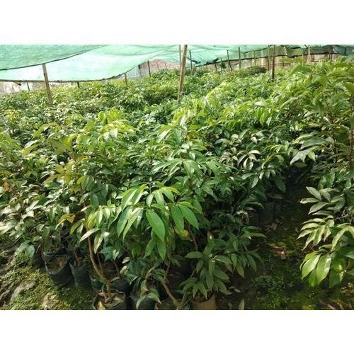 Fresh and Natural Litchi Plants