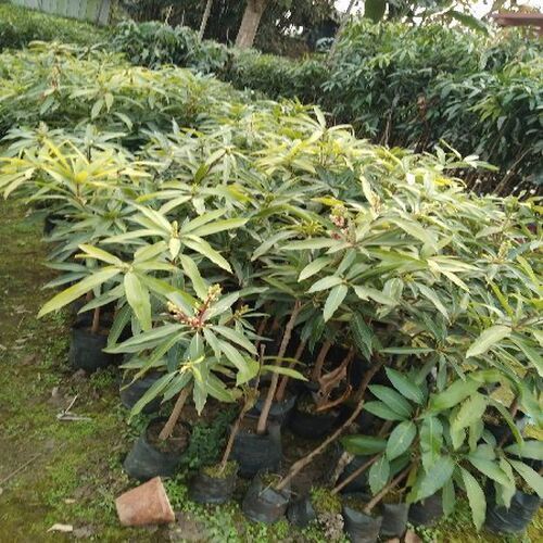 Fresh and Natural Mango Plants