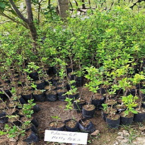 Green Fresh And Natural Plum Plants