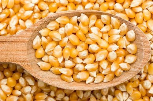 Healthy and Natural Corn Seeds