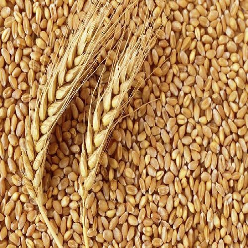 Healthy and Natural Wheat Seeds