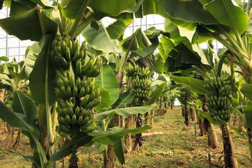 Natural Banana Plants
