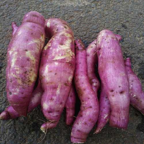 Natural Fresh Sweet Potato