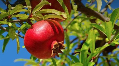 Anar Plants - Bonsai Plants Nursery