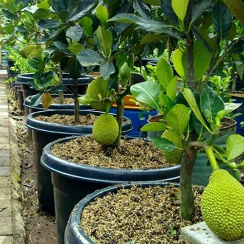 Dwarf Grafted Jackfruit Plants - Bonsai Plants Nursery