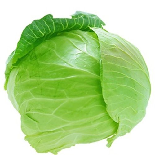 Oval Healthy And Natural Fresh Cabbage