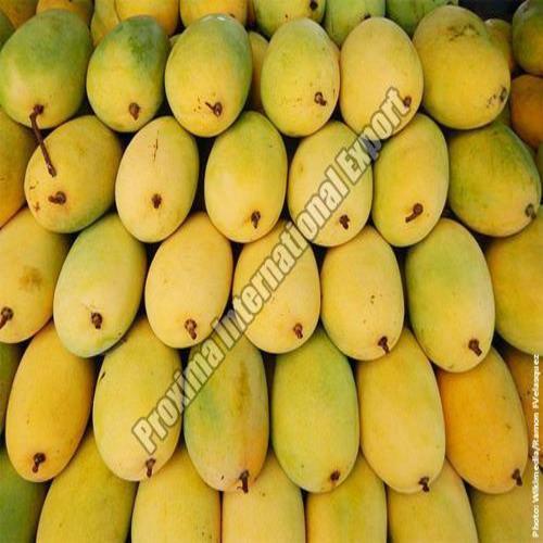 Healthy and Natural Fresh Himsagar Mango