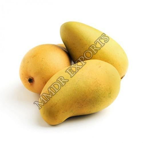 Yellow Healthy And Natural Fresh Kesar Mango