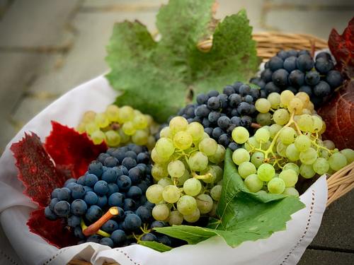 Natural Fresh Grapes Fruit