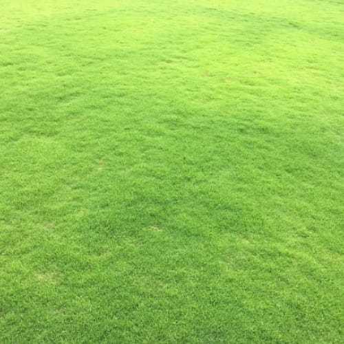 Natural Green Mexican Grass