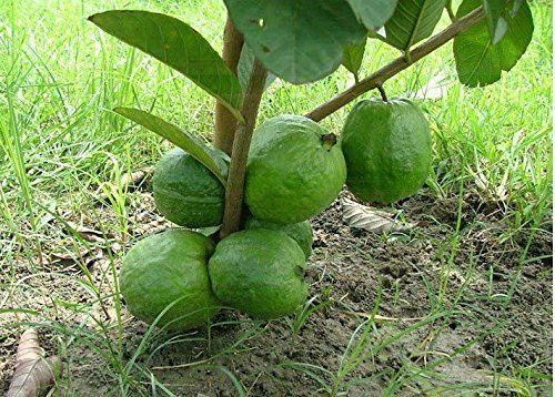 Taiwani Taiwan Pink Guava Plant - Bonsai Plants Nursery