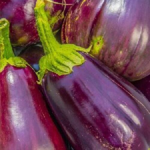 Organic Fresh Brinjal For Cooking  Preserving Compound: Cool & Dry Places