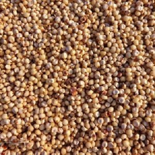 Brown Sorghum Seeds for Cattle