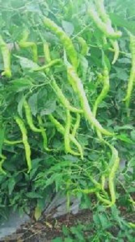 Fresh Green Chilli For Cooking Preserving Compound: Cool & Dry Places