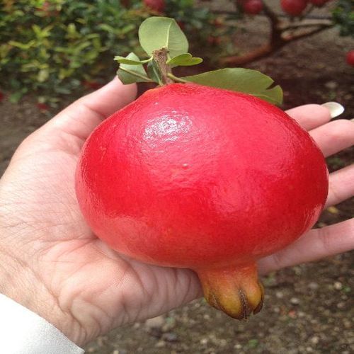 Organic Healthy And Natural Bhagwa Pomegranate