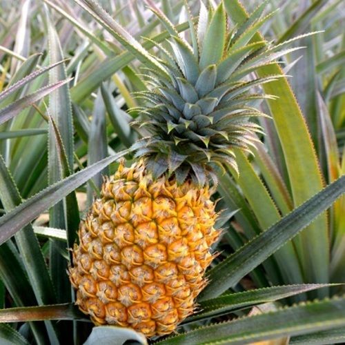 Organic Healthy And Natural Fresh Pineapple