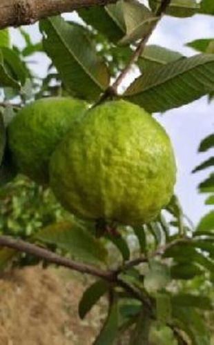 Green Natural Fresh Guava Fruits