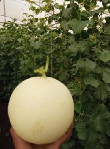 White Natural Fresh Muskmelon Fruits