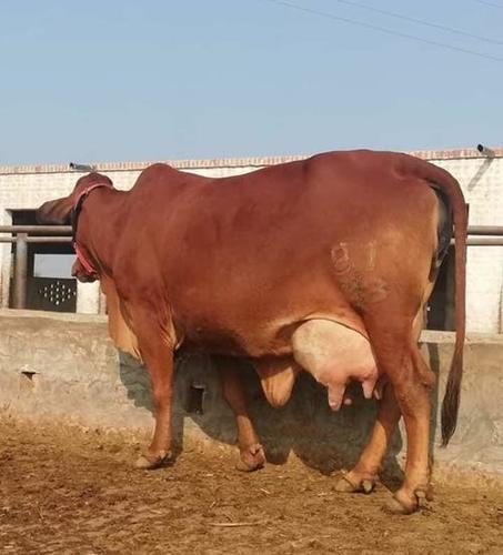 Brown Sahiwal Cow For Milking And Dairy Firming