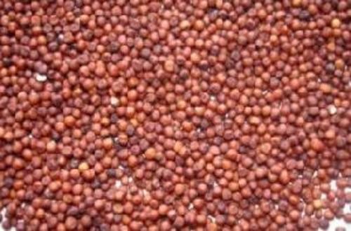 Brown Ragi Seeds for Food