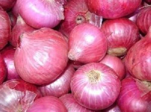 Fresh Pink Onion For Cooking Preserving Compound: Cool & Dry Places