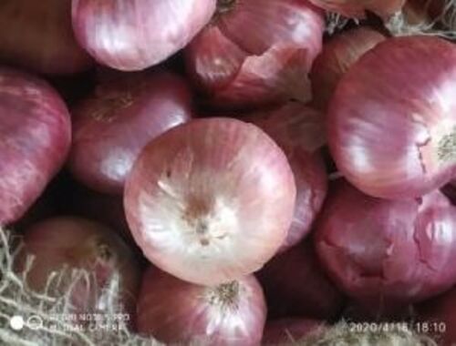 Fresh Red Onion for Cooking