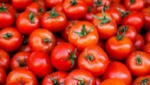 Fresh Red Tomato for Cooking